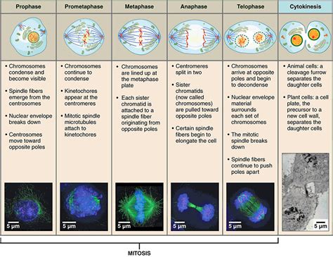 how many cells produced in mitosis|25.1: Cell division: Mitosis .